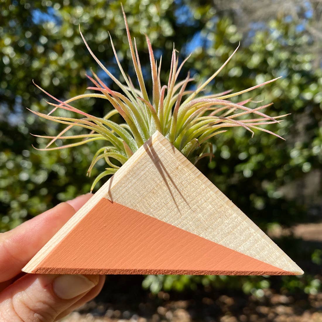Triangle Air Plant Magnet